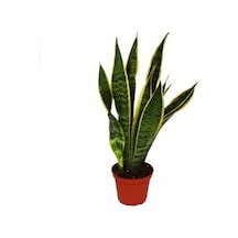 Yeşil Kılıç Fidanı 20cm-40cm