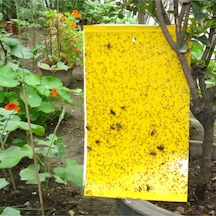 Yellow Sarı Yapışkan Tuzak