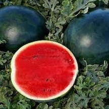 20 Adet Tohum Organik Bahçe Siyah Iran Karpuzu Tohumu Halep Karpu