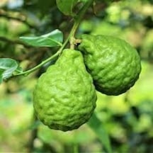2 Yaş Aşılı Bergamot Fidanı. Torbada