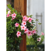 Pembe Mandevilla Sarmaşık 30 60 Cm Renkli Çiçekleriyle Yaz Boyu Açan