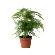 Yabani Tül Kuşkonmaz Çiçeği 1 Adet Saksılı 15-30cm Asparagus Setaceus