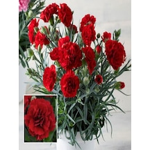 Videolu Kırmızı Karanfil 15-30cm 1 Adet Saksılı Çiçekli Bodur Bitki Dianthus Caryophyllus