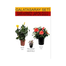 2'li Set Sarı-kırmızı Japon Gülü+ Hediyelik Telgraf Çiçeği