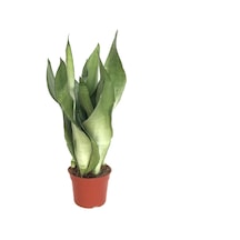 Sansevieria Trifasciata 'Moonshine' (Paşa Kılıcı) Ø8,5 CM H20-25 CM