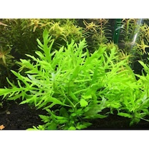 .hygrophila Difformis Çınar 10 Kök