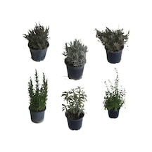 Aromatik Bitkiler, Mis Kokulu, 6'lı Set, Mercan Köşk, Lavanta, Lavantin, Biberiye, Kekik, Adaçayı