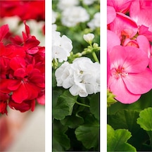 Videolu 3'lü Karışık Renk Sardunya Çiçeği 20-30 Cm Saksılı Çiçekli Bodur Bitkiler Pelargonium