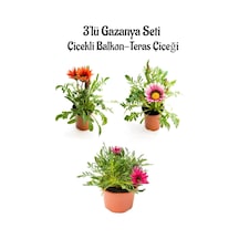 Kırmızı-pembe Beyaz-pembe Renk Gazanya Çiçeği 3 Adet Saksılı 10-20cm Balkon Çiçeği