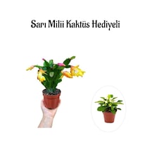 Sevgililer Gününe Özel Sarı Renk Yılbaşı Çiçeği Sarı Milii Kaktüs Hediyeli
