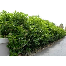 Lisudum Kartopu Çiçeği Fidanı Saksılı 40-60 Cm