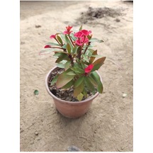 Serada Decor & Plant Dikenler Tacı Canlı