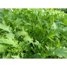 Paket Bahçe Teresi Tohumu Garden Cress 800 Tohum+ T