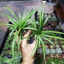 Videolu Mini Kurdele Çiçeği 15-25 Cm 2 Adet Saksılı/tüplü Dış Mekan Sarmaşık Bitkileri Gloxinia