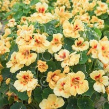 Tropaeolum Peach Melba Latin Çiçeği Tohumu 10 Adet N11781