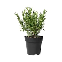 Zümrüt Yeşili Biberiye Fide Fidanı 20-30 Cm 5 Adet Rosmarinus Officinalis