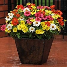 Zinnia Tohumu Zinnia Elegans Diğer