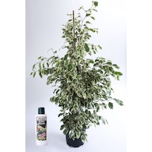 Benjamin Ficus Starlight Çiçeği 100 Cm 225 Ml Besin Hediyeli