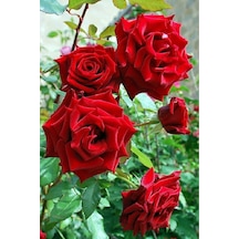 Kırmızı Gül Fidesi Fidanı 10-20 Cm