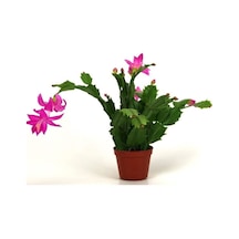 Videolu Canlı Renkli 1 Adet Yılbaşı Çiçeği Fidanı 5-20cm Saksılı Poinsettia