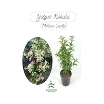 Melisa Çiçeği Yoğun Kokulu 1 Adet 30-40cm Saksılı Cestrum Nocturnum
