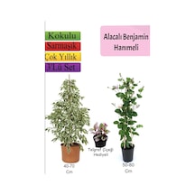 Alacalı Beyaz Benjamin Bitkisi+ Hanıme+ Telgraf Çiçeği