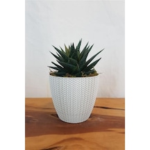 Haworthia Limifolia | Beyaz Sümela Saksıda