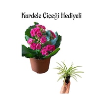 Hediyelik Pembe Renk Kalanşo Kalanchoe Çiçeği Sevgililer Gününe Özel Kurdele Çiçeği Hediyeli