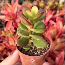 Crassula Ovata, Para Ağacı, Feng Shui, 10-20 Cm