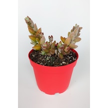 Crassula Moonglow Hybrid Fildişi Kule Nadir Sukulent Pembe Çiçek