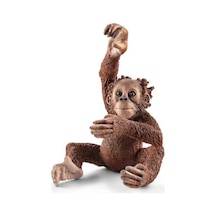 Mey İthalat Yavru Orangutan