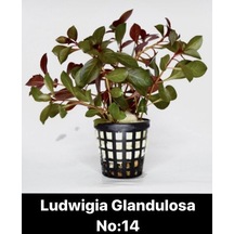 Ludwigia Glandulosa No:14