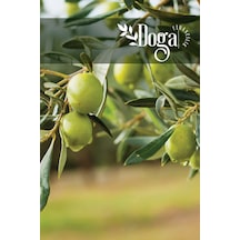 Gemlik Trilye Zeytin Fidanı 2 Yaş