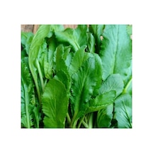 İnce Tere Tohumu - 10 Gram