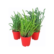 Sukulent Prenses Çamı 3 Adet Kokulu Çiçek Açar 5,5cm. Saksıda Crassula Muscosa