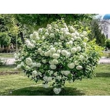 Kartopu Çiçeği Fidanı Viburnum Lucidum 40-60 Cm