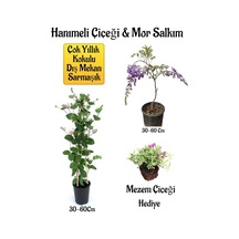 Kokulu Hanıme Çiçeği+mor Salkım Ağacı Fidanı Mezem Çiçeği Peyzaj Seti