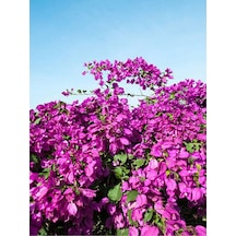 Mor Begonvil Çiçeği Fidanı 20-40cm Saksılı Çiçekli Bodur Bitkiler Purple Bougainvillea