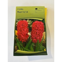 Hyacinthus Orientalis Sümbül Soğanı 3 Adet