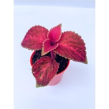Red Coleus Mini Yaprak Güzeli Kolyoz Çiçeği 10-20 Cm
