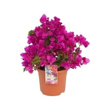 Canlı Mor Renli 1 Adet Bodur Begonvil Bitkisi 15-30cm Saksılı Bougainvillea Seedling