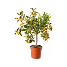 Kumkuat Kamkat Citrus Fortunella 3 Yaş Tüplü Ve Aşılı