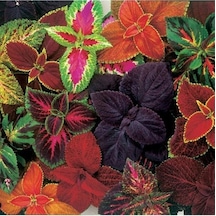 Yaprak Güzeli Karışık Renkli Kolyos Coleus Çiçeği 1 Adet 10-20 Cm