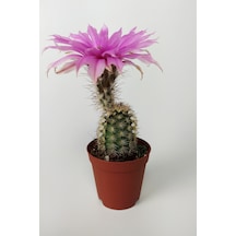 Echinocereus Pectinatus Pembe Çiçek Açan Kaktüs 5.5 CM Saksıda