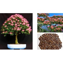 Gülibrişim Ağacı Tohumu 100 Adet Bonsai Tekniğine Uygun Tür