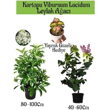 Kartopu Viburnum 1 Adet+kokulu Leylak Ağacı1 Adet+yaprak Güzeli Hediye Bahçe Bitkisi