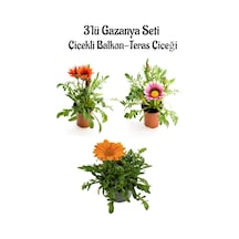 Kırmızı-pembe Beyaz-turuncu Renk Gazanya Çiçeği 3 Adet Saksılı 10-20cm Balkon Çiçeği