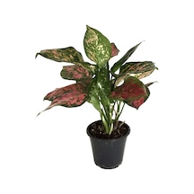 Aglaonema 'Dud Unyamanee' (Çin Herdemyeşili) Ø12 CM Y30-35 CM