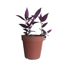Mor Telgraf Çiçeği-tradescantia Küçük Boy