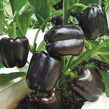 10 Adet Black Pepper Seeed Siyah Biber Tohumu